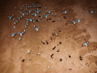 Image showing Seagulls on tidal sands at the beach aerial shot