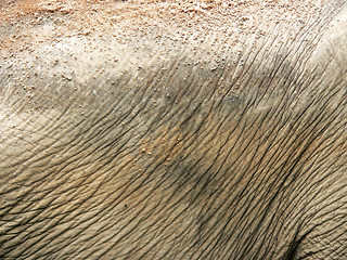 Image showing Elephant skin