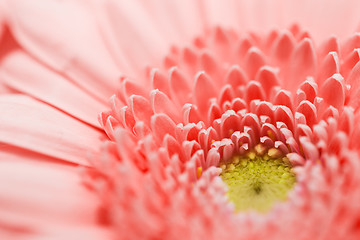 Image showing beautiful gerbera flower in living coral color