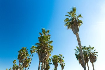 Image showing palm trees over sky at venice beach, california