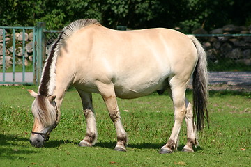 Image showing one horse