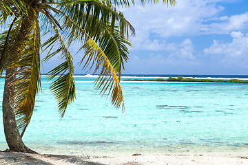 Image showing tropical beach with palm tree in french polynesia