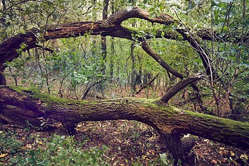 Image showing Fall tree trunk