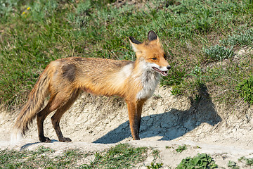 Image showing Old skinned skinny fox on the walkway