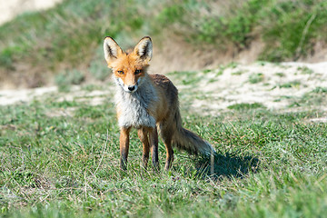 Image showing Stripped and hungry fox in the meadow