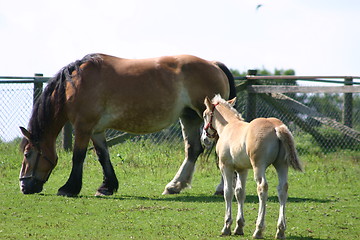 Image showing horse with ponny