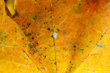 Image showing yellowed maple leaves