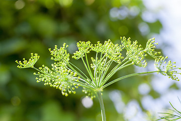 Image showing green umbrella dill