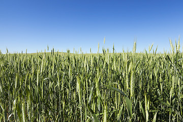 Image showing Field with cereal