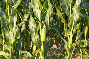 Image showing green corn, close up