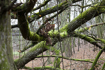 Image showing old wood, wood