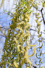 Image showing willow in the spring time of the year