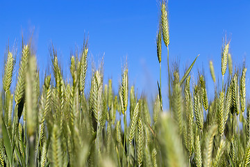 Image showing Field with cereal