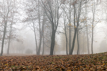 Image showing Fog in autumn season