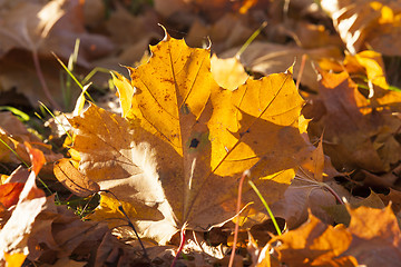 Image showing The fallen maple leaves