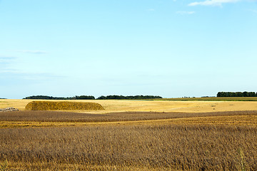 Image showing agricultural field and blue sky