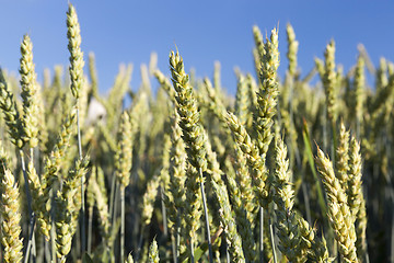 Image showing immature green grass