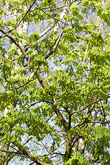 Image showing green leaves of chestnut