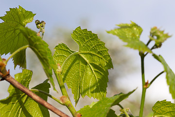 Image showing green grape leaves