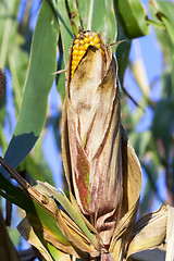 Image showing Field corn, agriculture