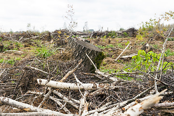 Image showing birch trees after a storm