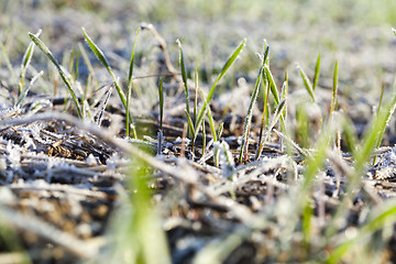 Image showing green wheat in frost, close-up