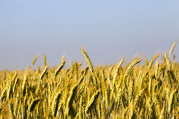 Image showing immature yellowing wheat