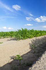 Image showing Field with carrot