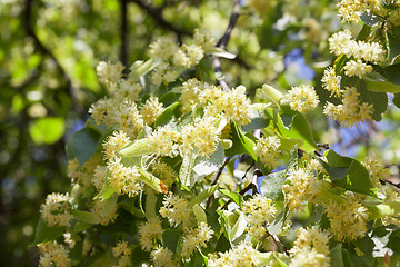 Image showing flowering linden trees