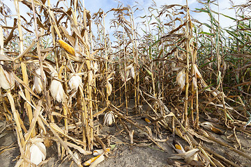 Image showing agriculture, corn closeup