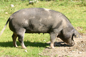 Image showing pig