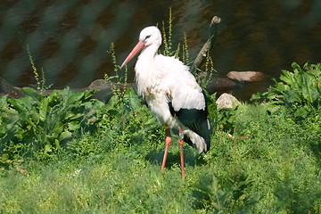 Image showing storch