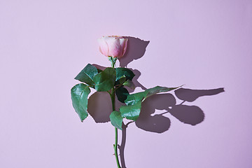 Image showing Pink rose with a tight shadow isolated on a violet background