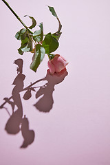 Image showing An elegant pink rose on a purple background. Holiday postcard