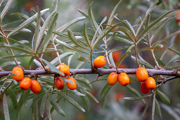 Image showing A branch with orange sea-buckthorn berries and green leaves in the summer garden.