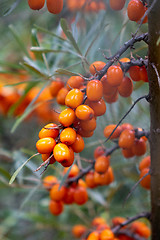 Image showing Closeup of ripe yellow sea buckthorn berries on a tree in the garden