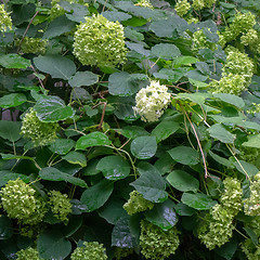 Image showing Green bush with flowers hydrangea in the garden. Floral background