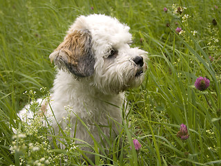 Image showing Havanese