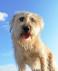 Image showing Fluffy dog