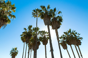 Image showing palm trees over sky at venice beach, california
