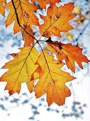 Image showing Yellow Oak Leaves