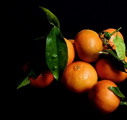 Image showing Ripe Tangerines with Leafs