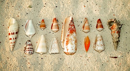 Image showing Various Ocean Shells