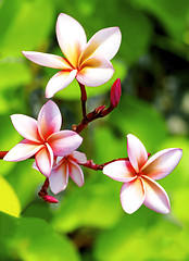 Image showing Colorful Tropical Plumeria