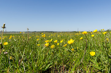 Image showing Field with beautiful yellow Buttercups closeup by springtime