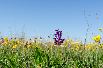 Image showing Bright and colorful flowery field in a low perspective image in 