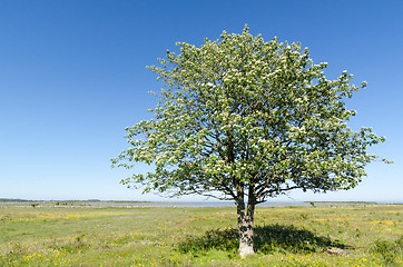 Image showing Lone Whitebeam tree by springtime in a green and bright coastlan