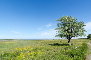 Image showing Lone tree in a beautiful green and bright coastland by springtim