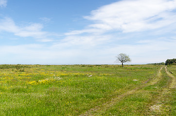 Image showing Bright green and yellow grassland with a lone tree