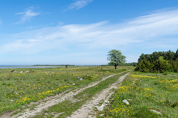 Image showing Beautiful dirt road through a green grassland with lots of yello